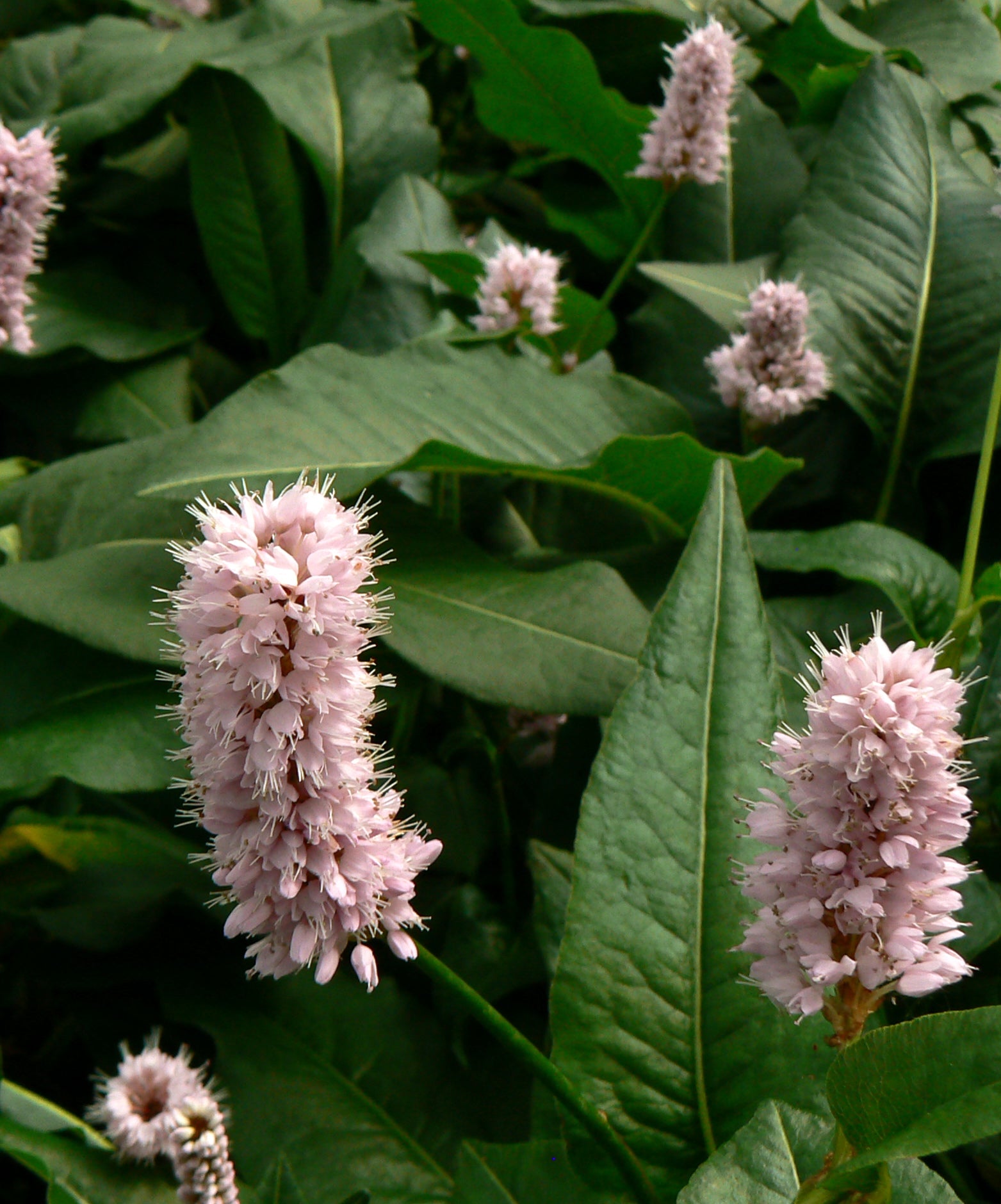 Persicaria bistorta Superba Fleece Flower