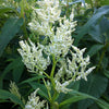 Persicaria polymorpha White Dragon