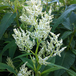 Persicaria polymorpha White Dragon