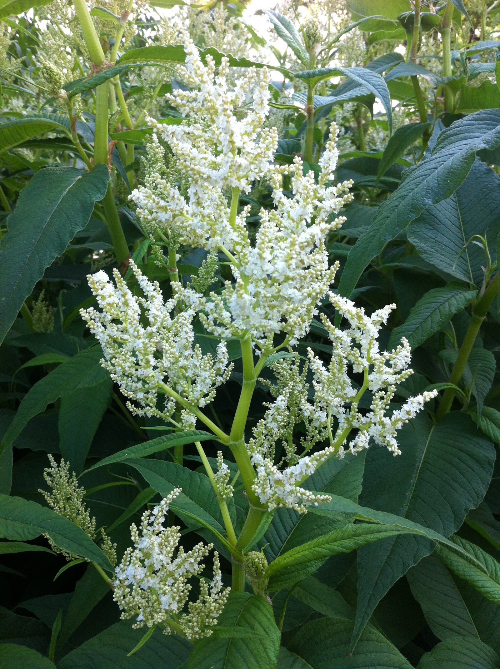 Persicaria polymorpha White Dragon