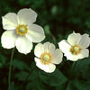 Anemone canadensis Canada Anemone