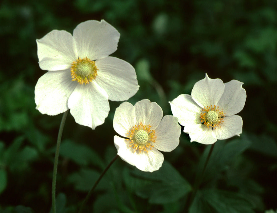 Anemone canadensis Canada Anemone