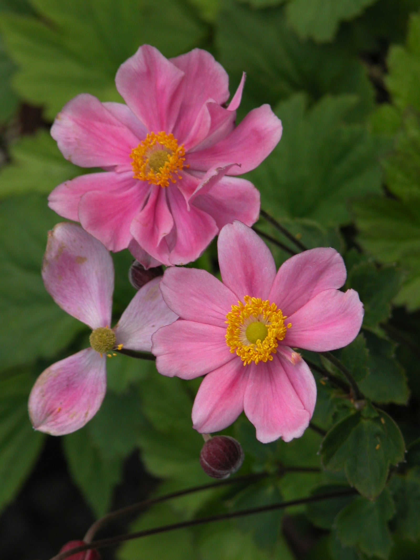 Anemone hupehensis Prince Henry Prinz Heinrich Japanese Anemone