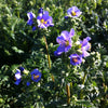 Polemonium boreale Heavenly Habit Arctic Jacob's Ladder