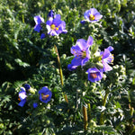 Polemonium boreale Heavenly Habit Arctic Jacob's Ladder