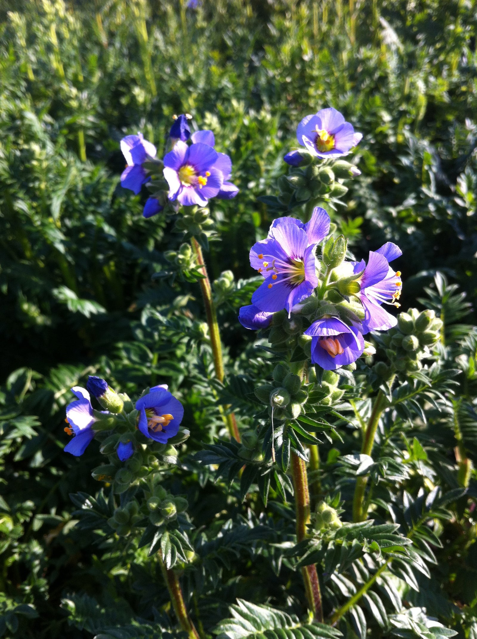 Polemonium boreale Heavenly Habit Arctic Jacob's Ladder