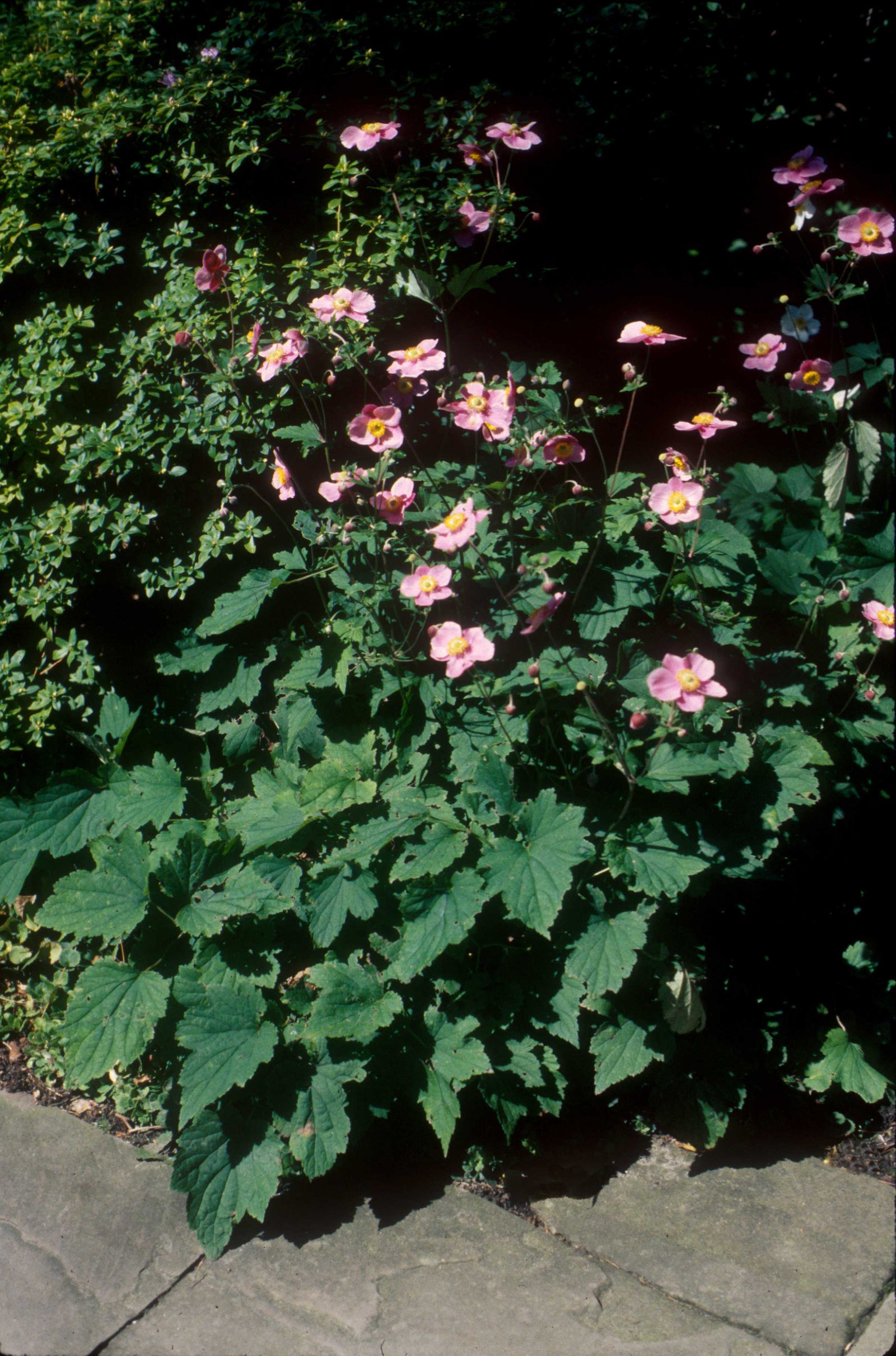 Anemone x hybrida September Charm Windflower