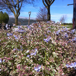 Polemonium reptans Stairway to Heaven PP15187 Jacob's Ladder