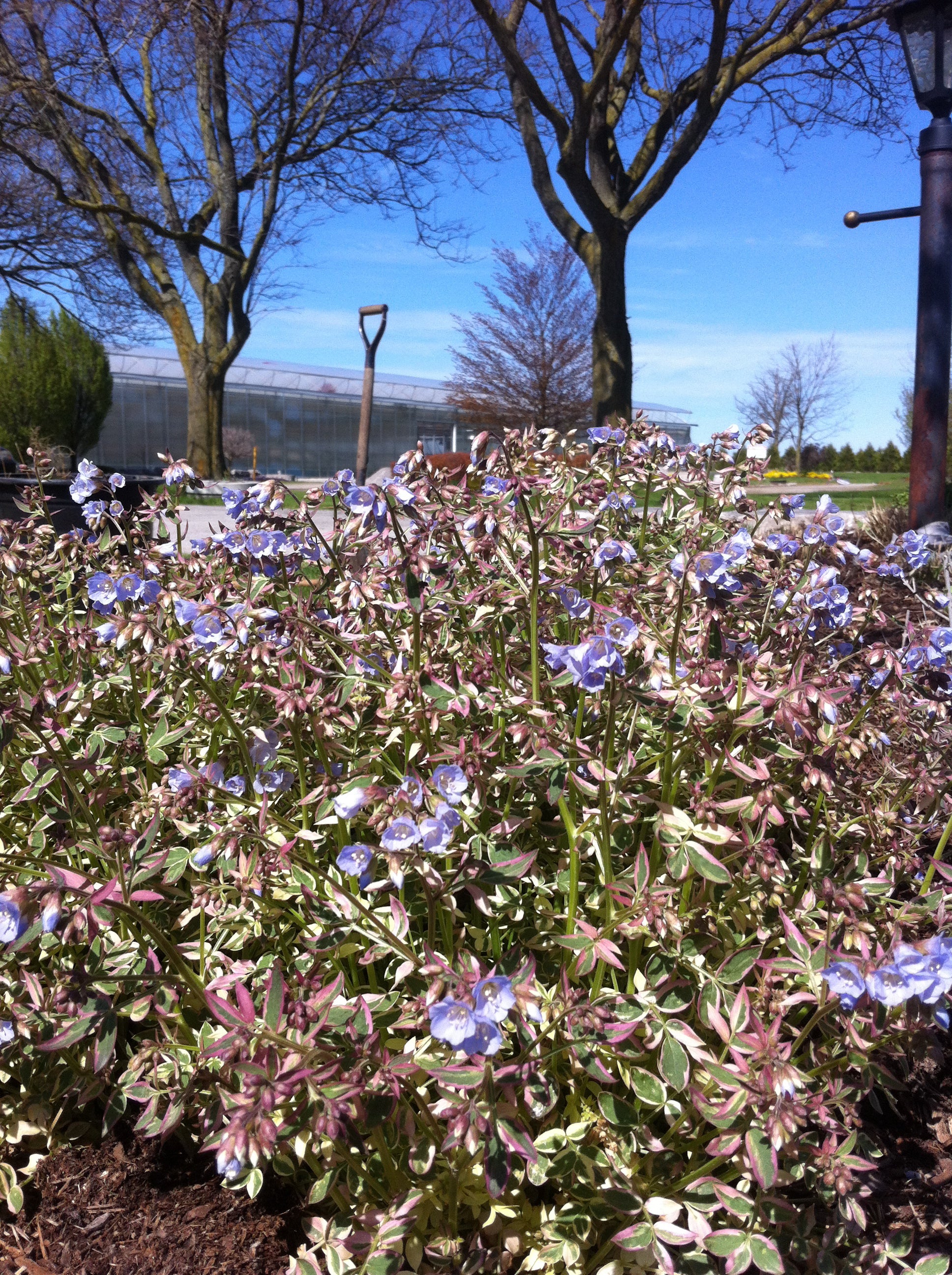 Polemonium reptans Stairway to Heaven PP15187 Jacob's Ladder