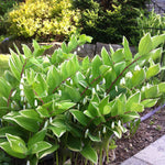 Polygonatum falcatum Variegatum Variegated Solomon's Seal