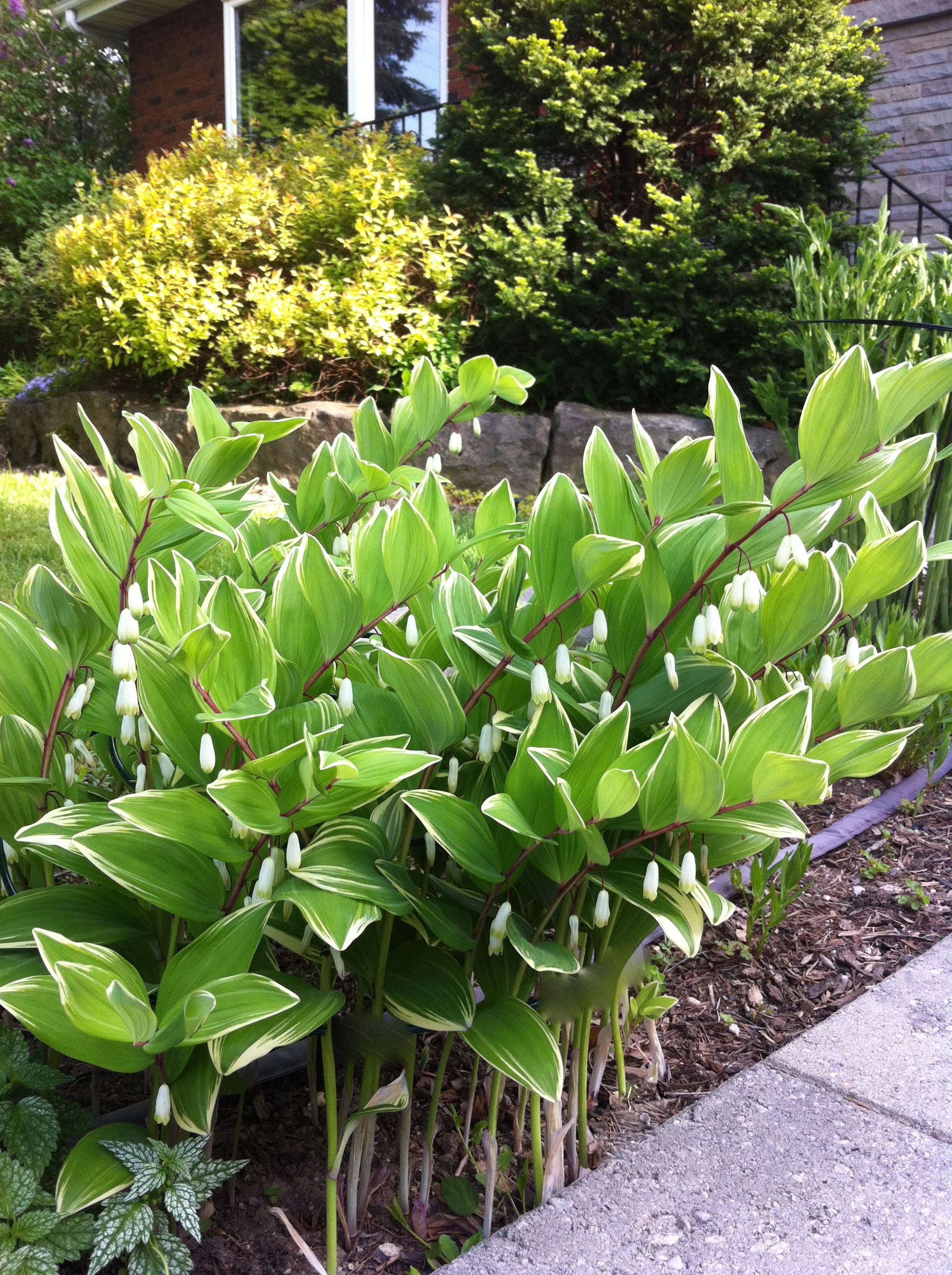 Polygonatum falcatum Variegatum Variegated Solomon's Seal