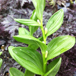 Polygonatum humile Dwarf Solomon's Seal