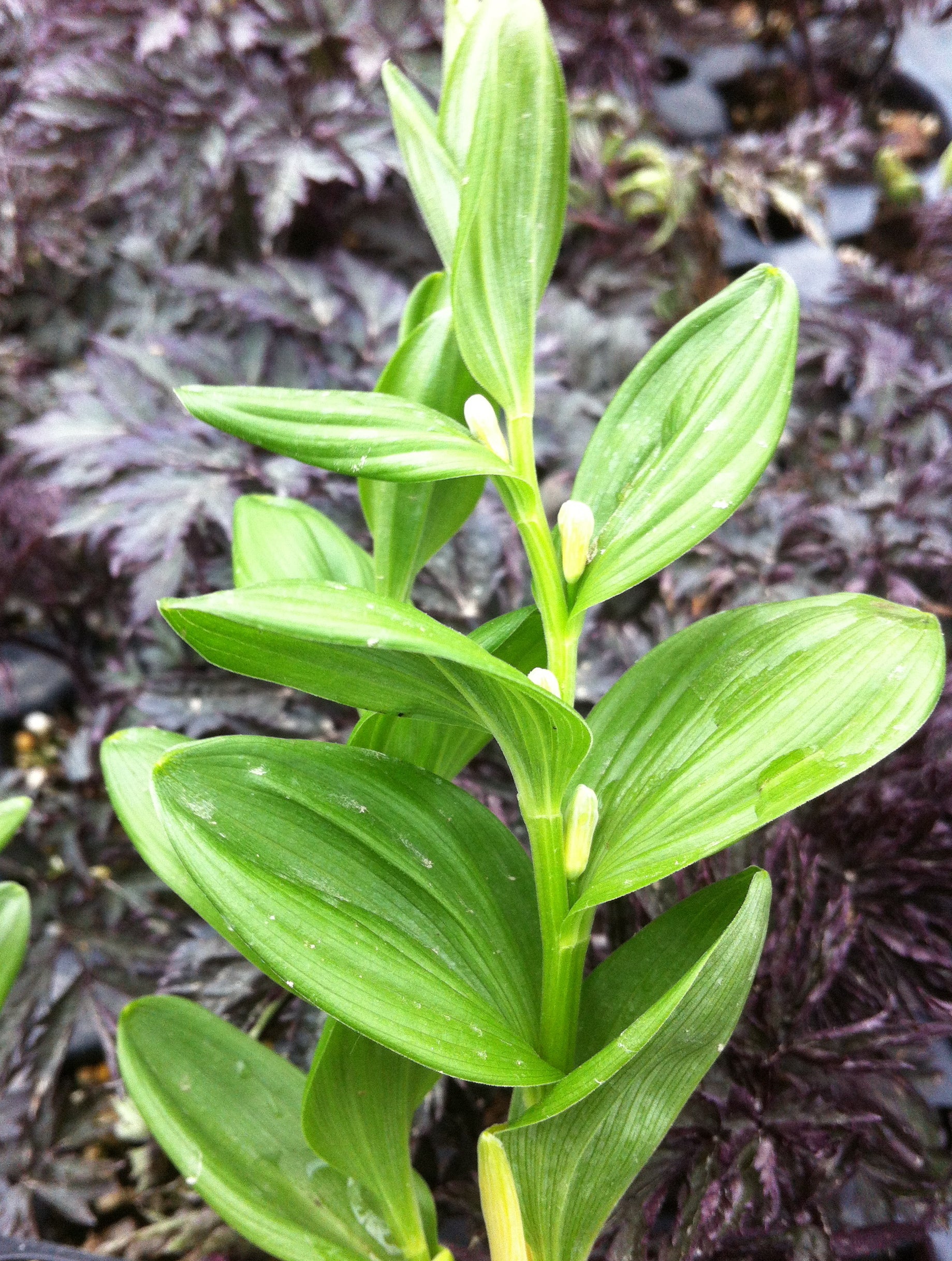 Polygonatum humile Dwarf Solomon's Seal