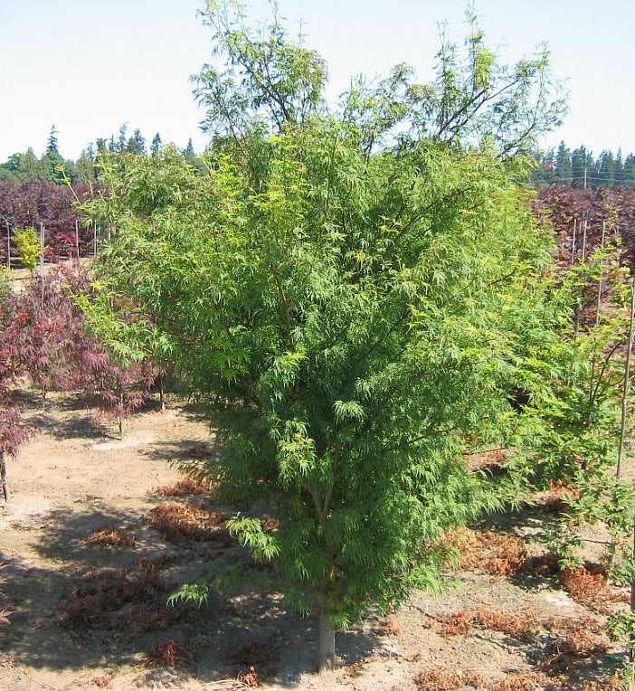 Acer palmatum dissectum Seiryu Green Dragon Japanese Maple