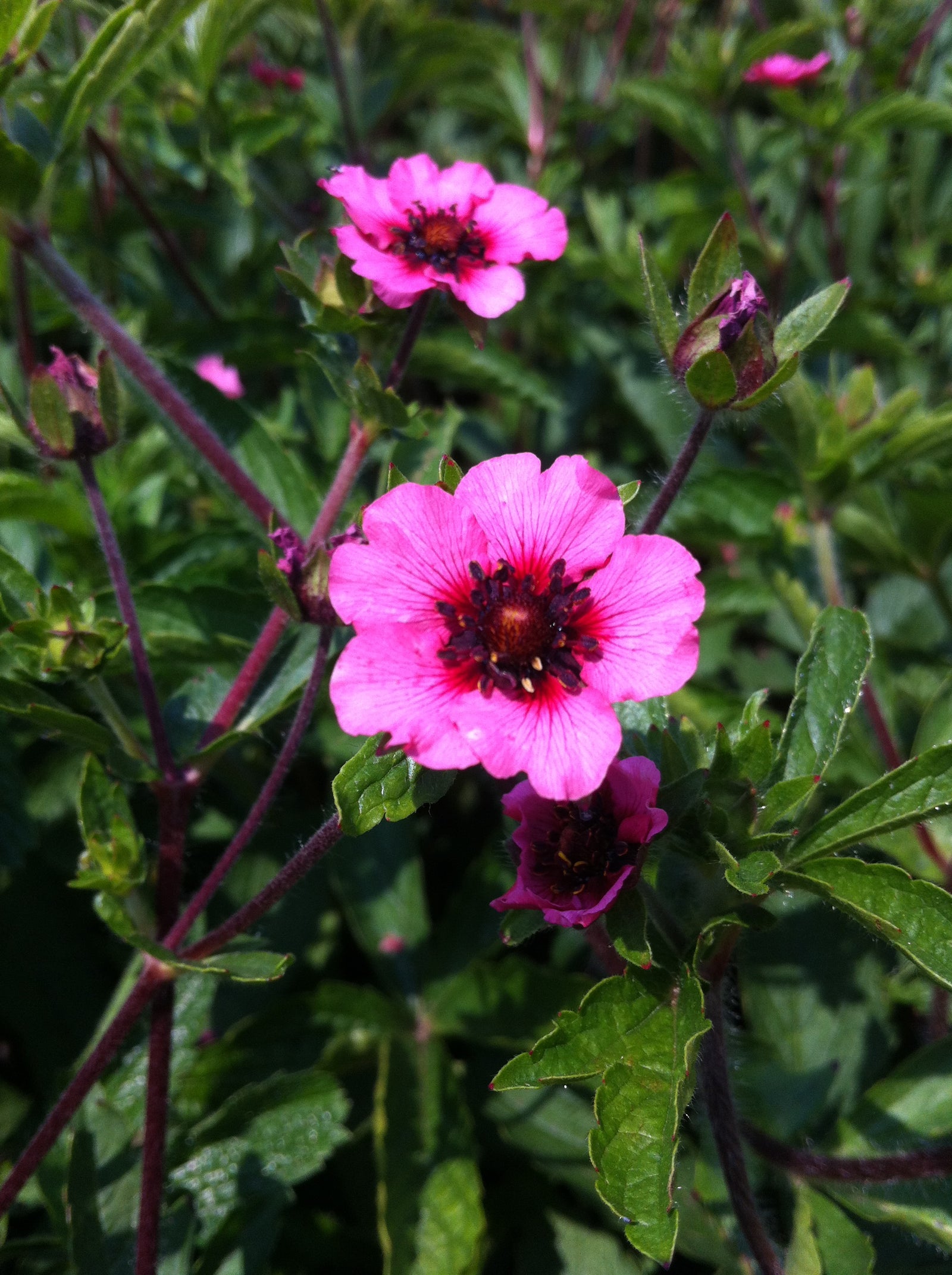 Potentilla nepalensis Miss Willmot Nepal Cinquefoil