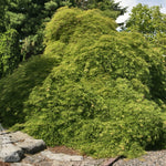 Acer palmatum dissectum Viridis Green Cutleaf Japanese Maple