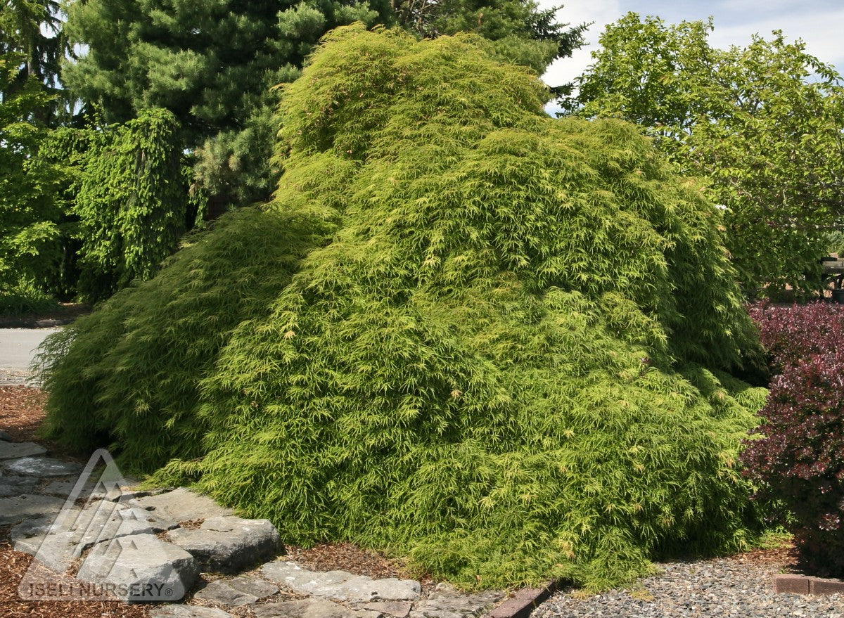 Acer palmatum dissectum Viridis Green Cutleaf Japanese Maple