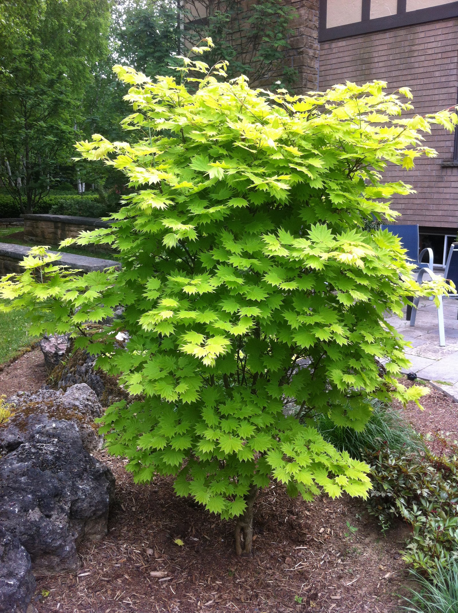 Acer shirasawanum Aureum Golden Full Moon Maple