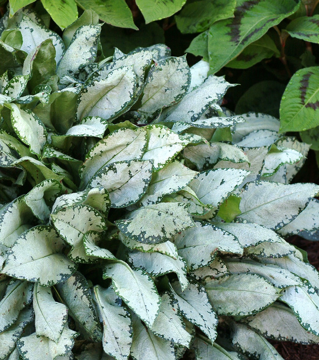 Pulmonaria x Moonshine PP13686, COPF Lungwort