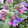 Pulmonaria saccharata Mrs. Moon Lungwort