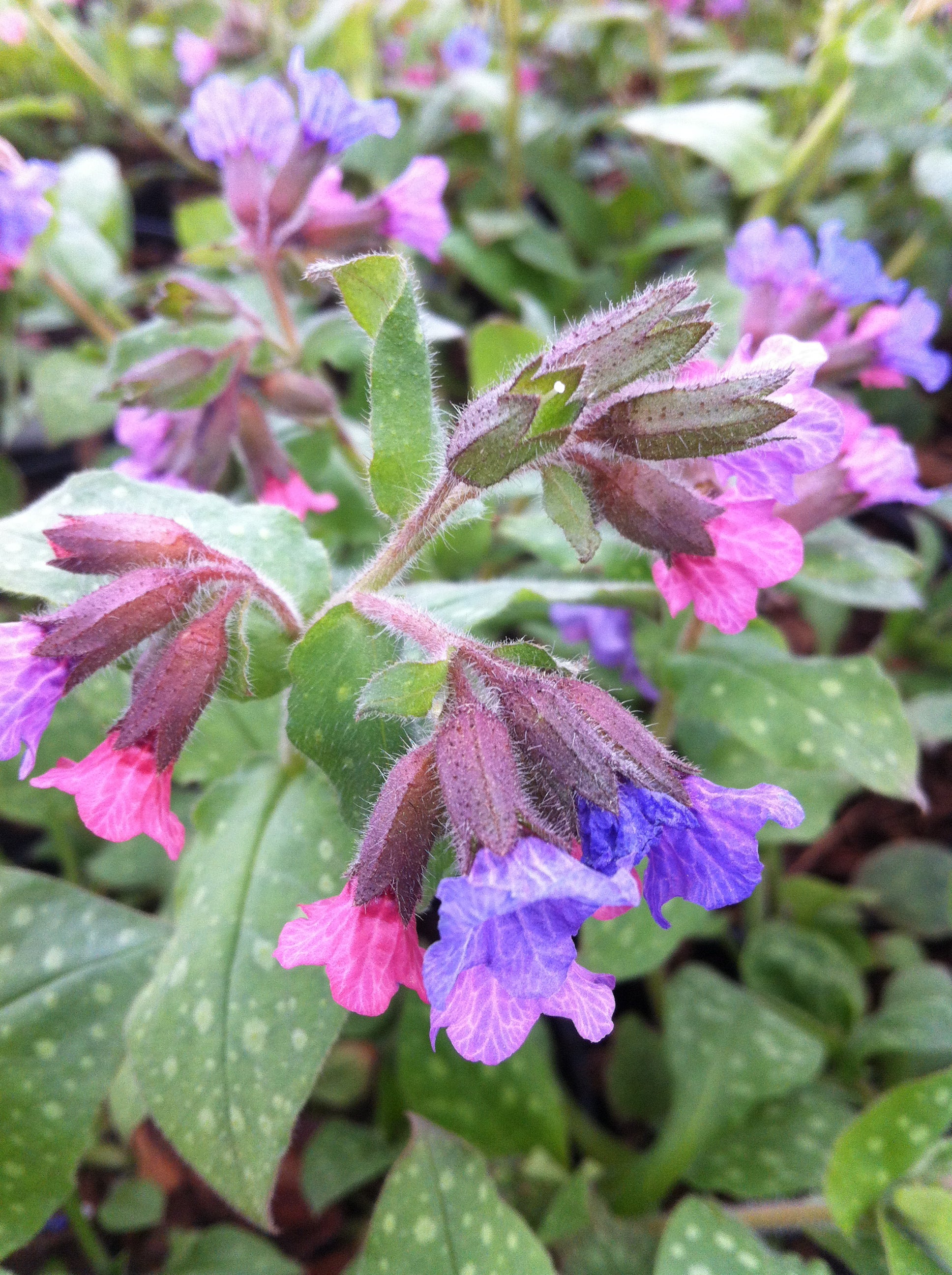 Pulmonaria saccharata Mrs. Moon Lungwort