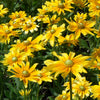 Rudbeckia hirta Prairie Sun Gloriosa Daisy