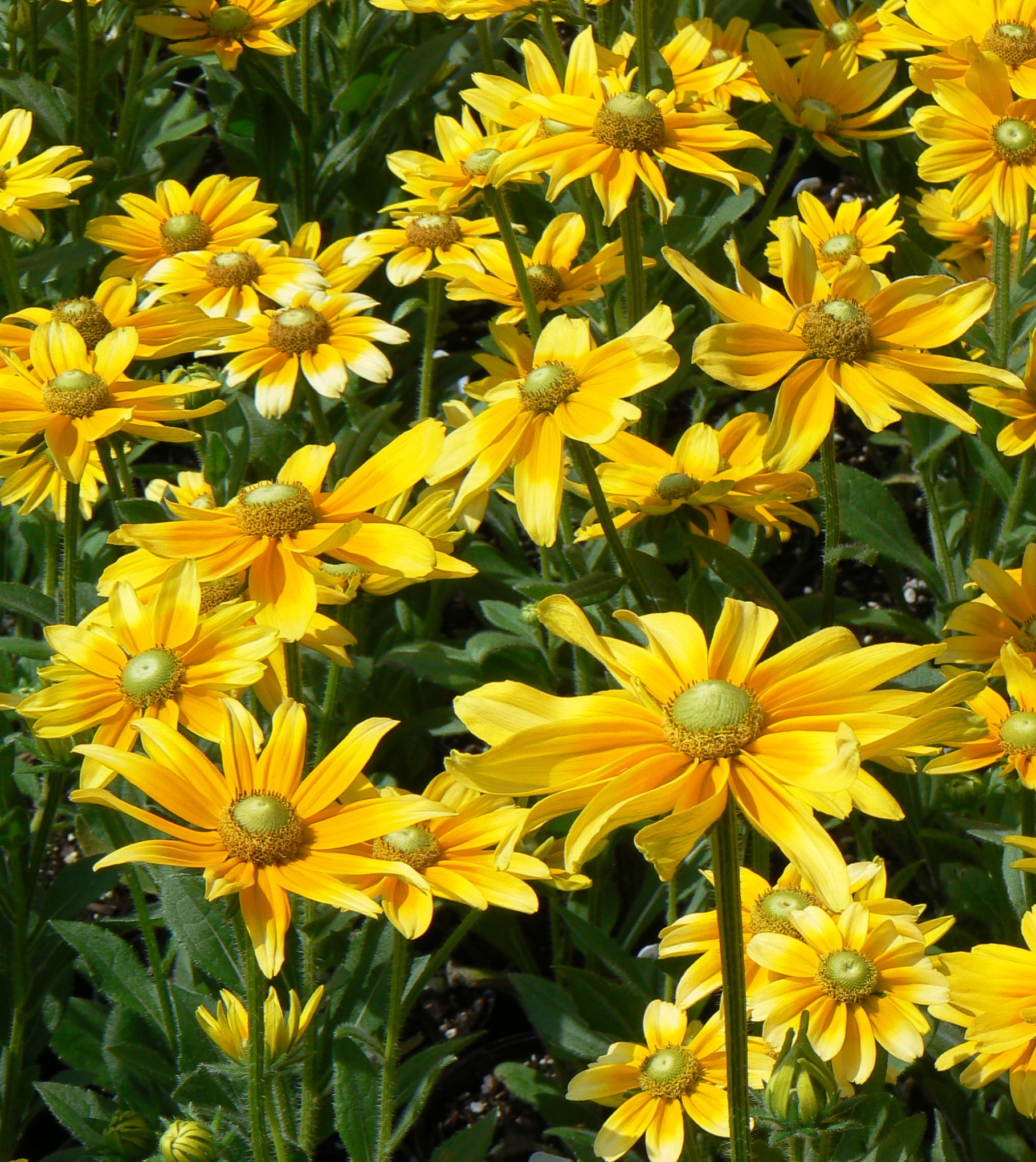 Rudbeckia hirta Prairie Sun Gloriosa Daisy