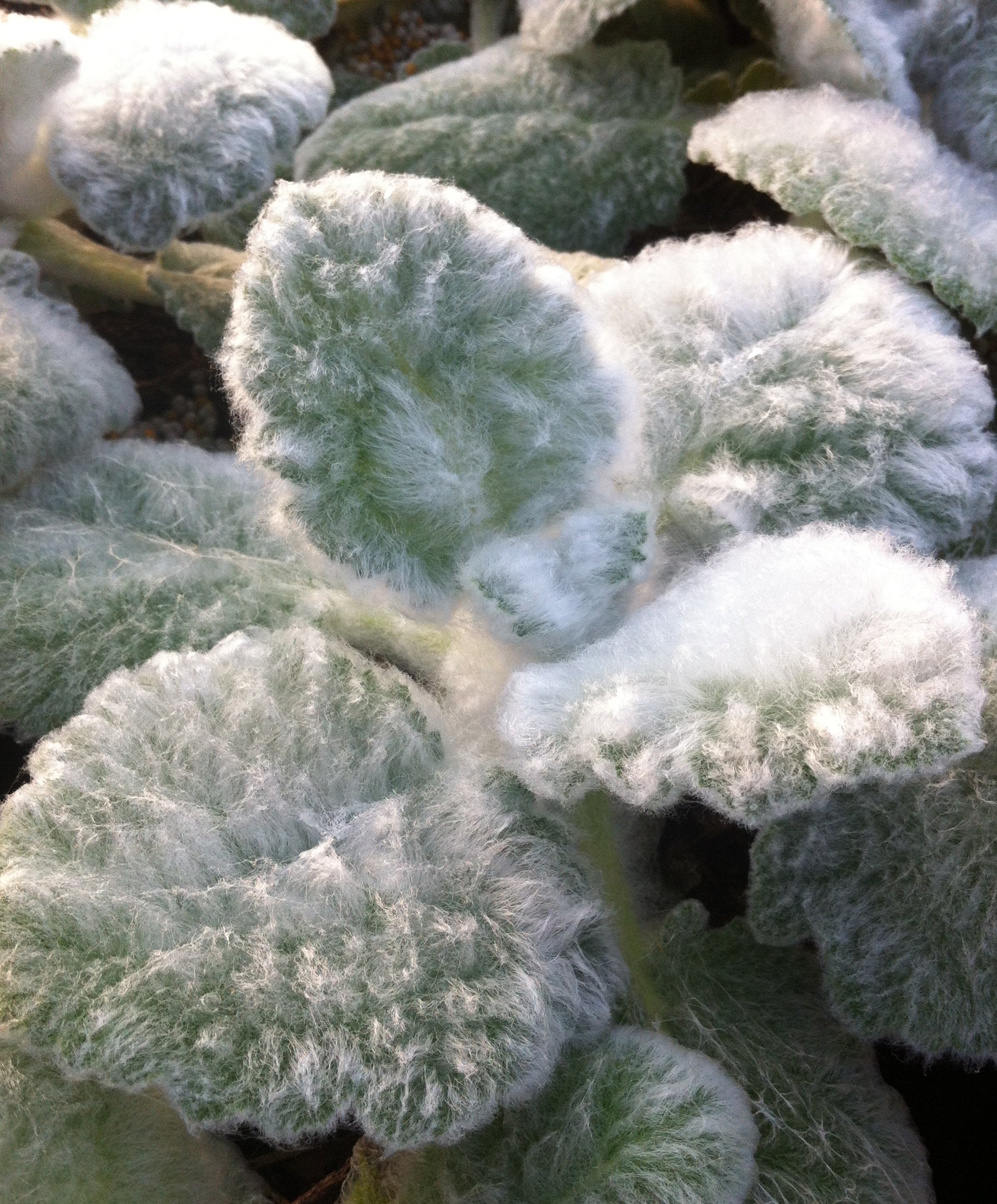 Salvia argentea Silver Sage