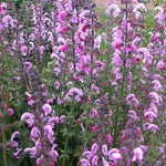 Salvia x Eveline PP14905, CPBR2674 Garden Sage