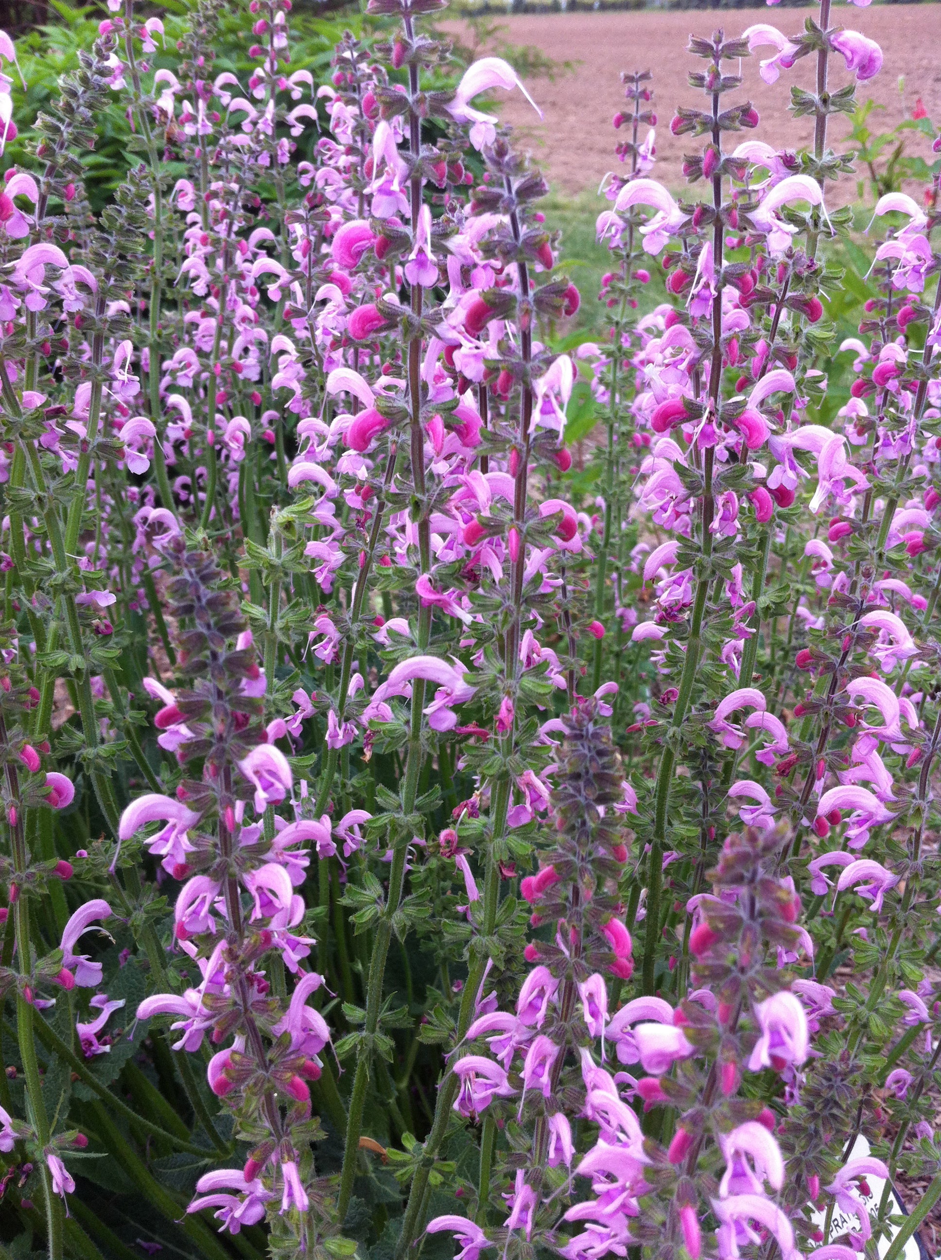 Salvia x Eveline PP14905, CPBR2674 Garden Sage