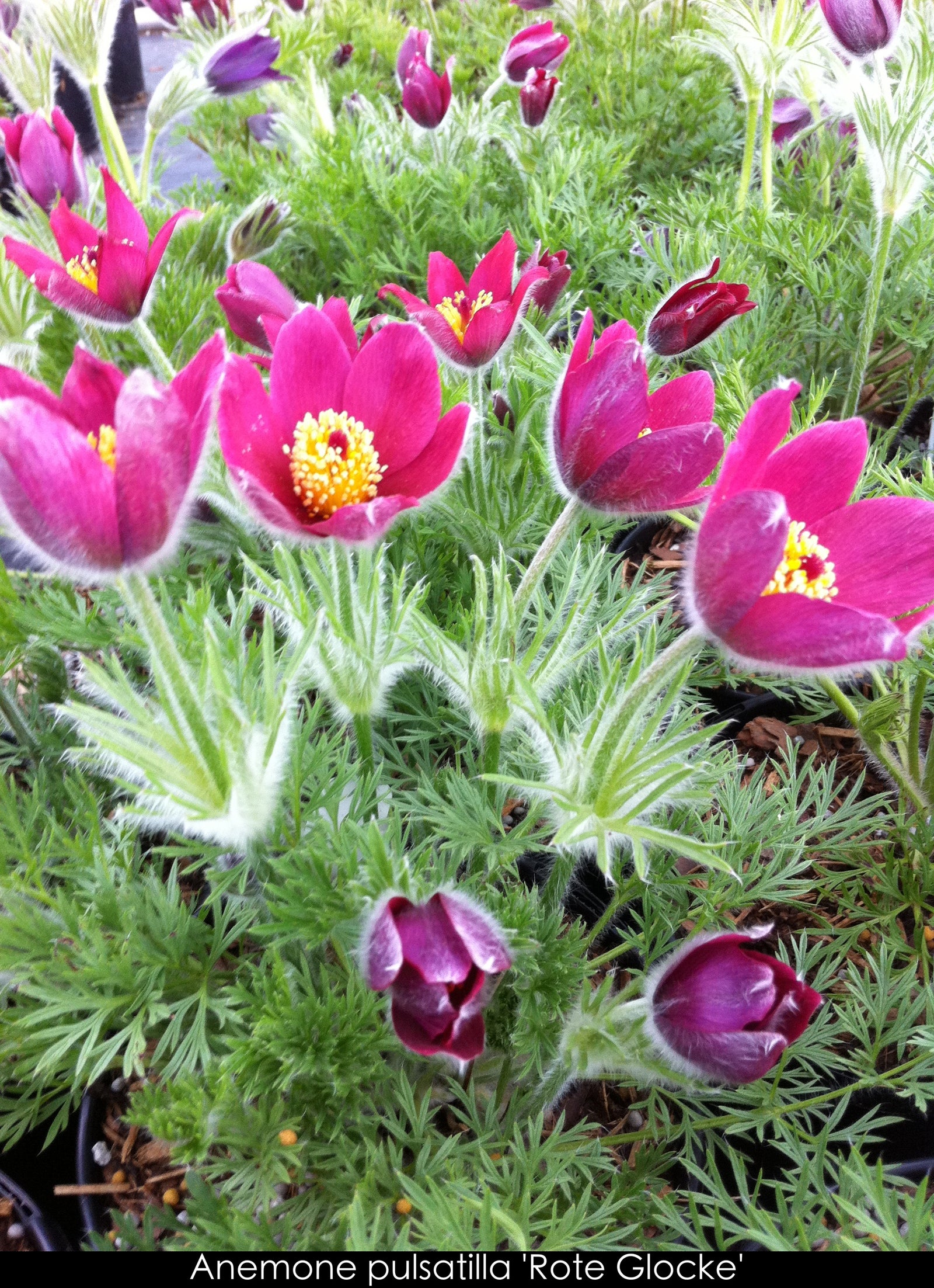 Anemone pulsatilla vulgaris Rote Glocke Pasque Flower