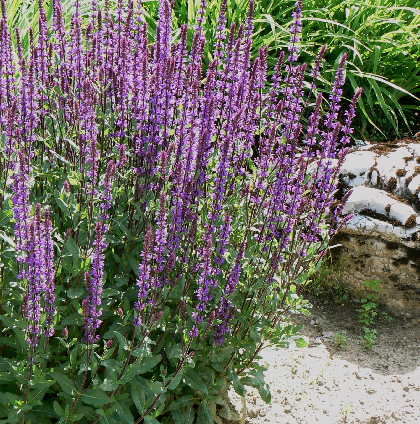 Salvia nemorosa Caradonna Meadow Sage