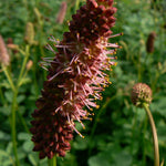 Sanguisorba menziessii Alaskan Burnet