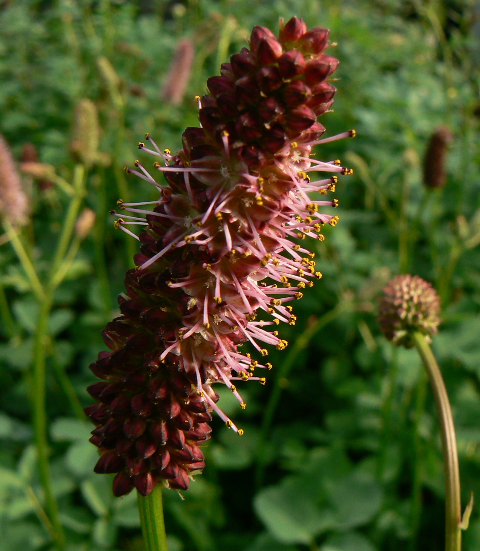 Sanguisorba menziessii Alaskan Burnet