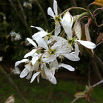 Amelanchier canadensis Serviceberry