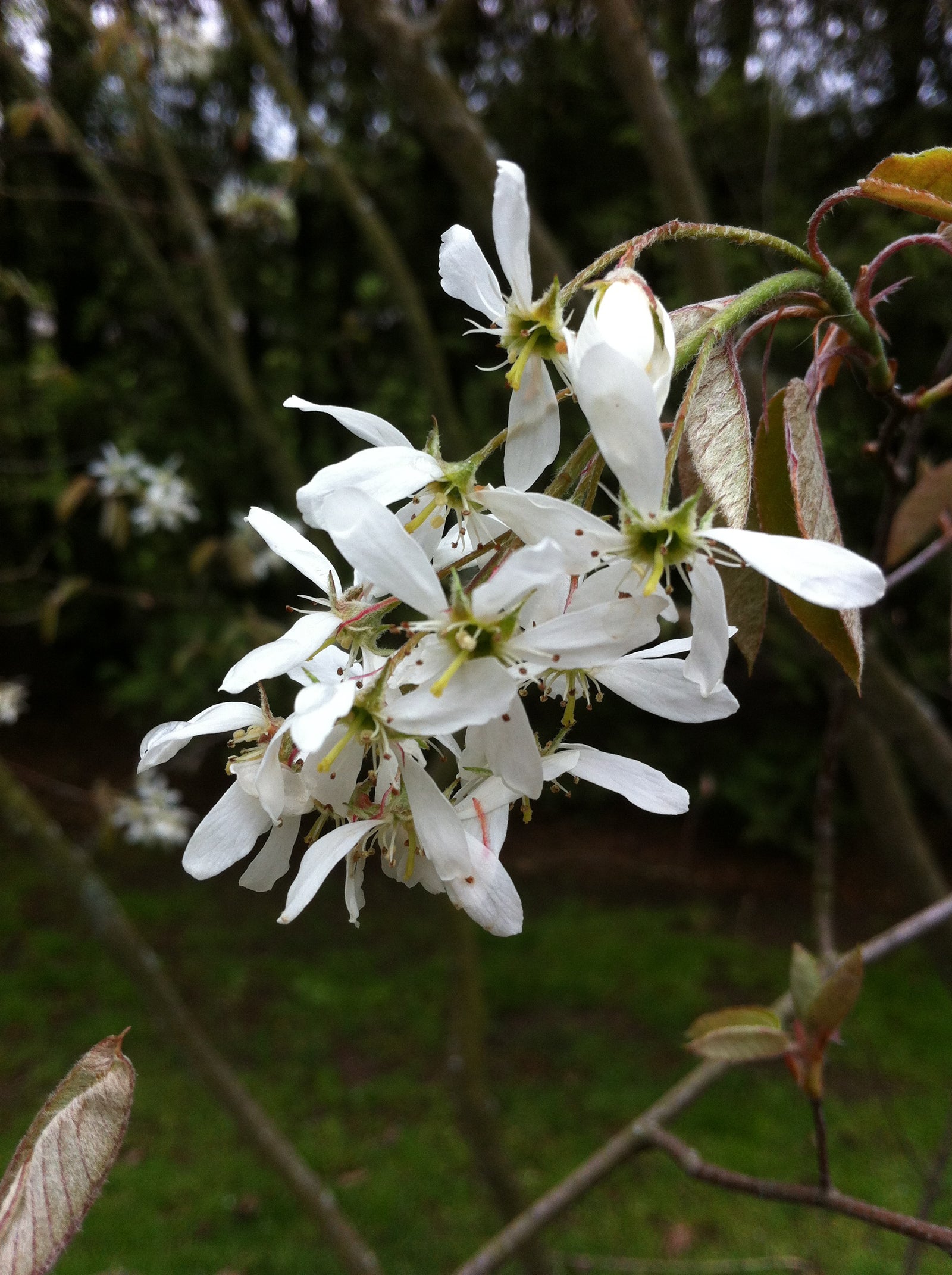 Amelanchier canadensis Serviceberry