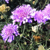 Scabiosa columbaria Butterfly Blue Pincushion