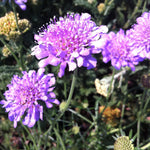 Scabiosa columbaria Butterfly Blue Pincushion