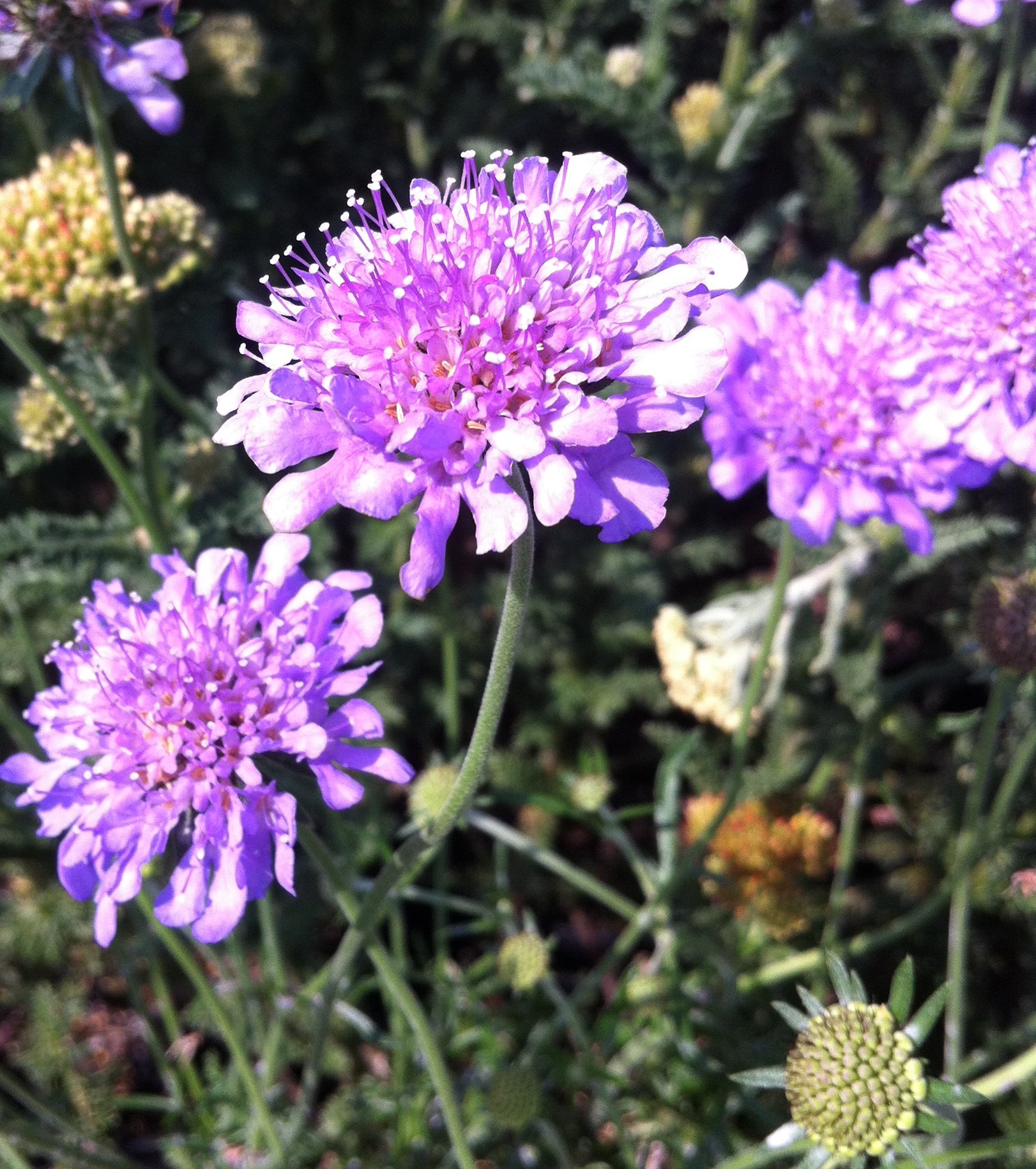 Scabiosa columbaria Butterfly Blue Pincushion