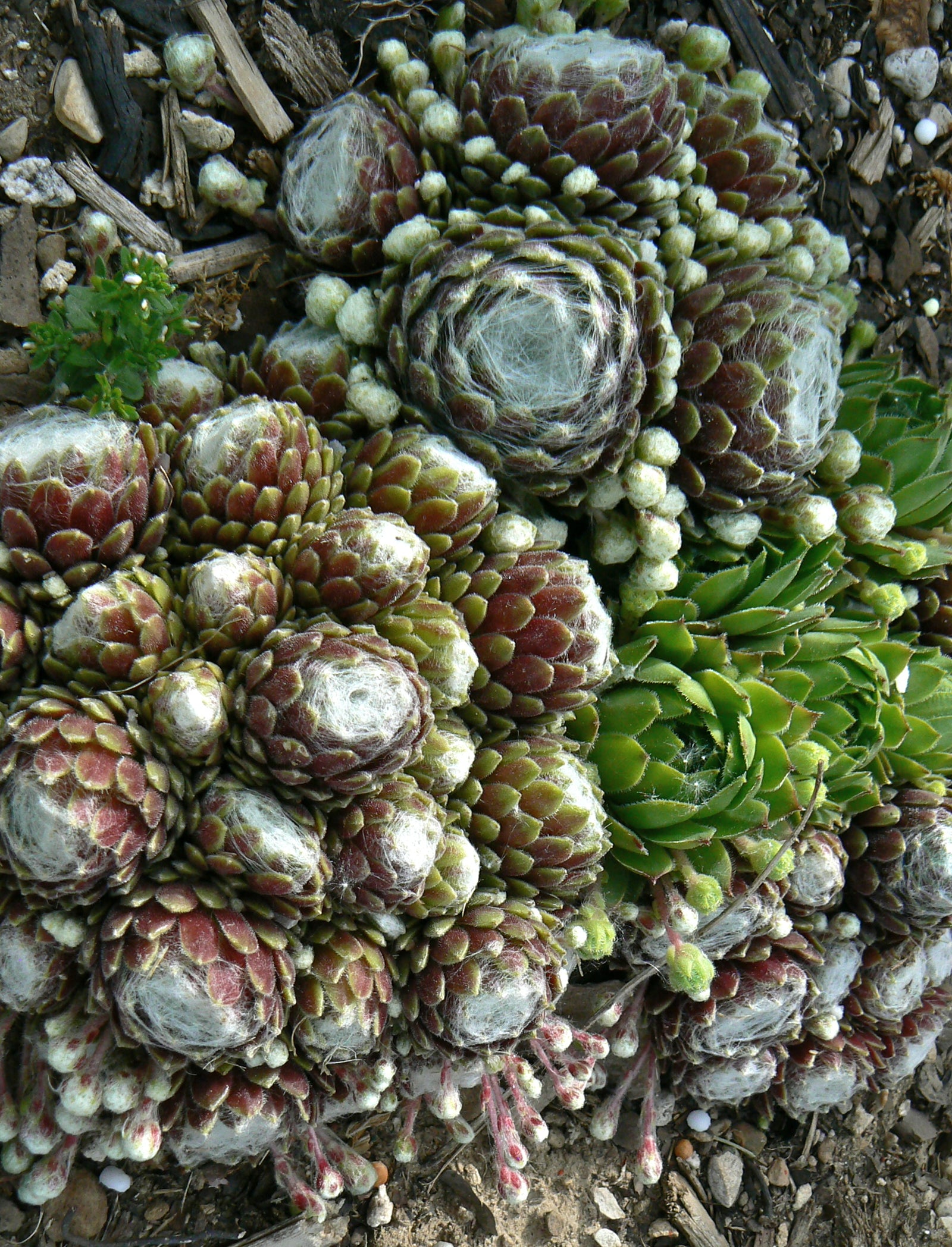 Sempervivum tectorum Hens and Chicks