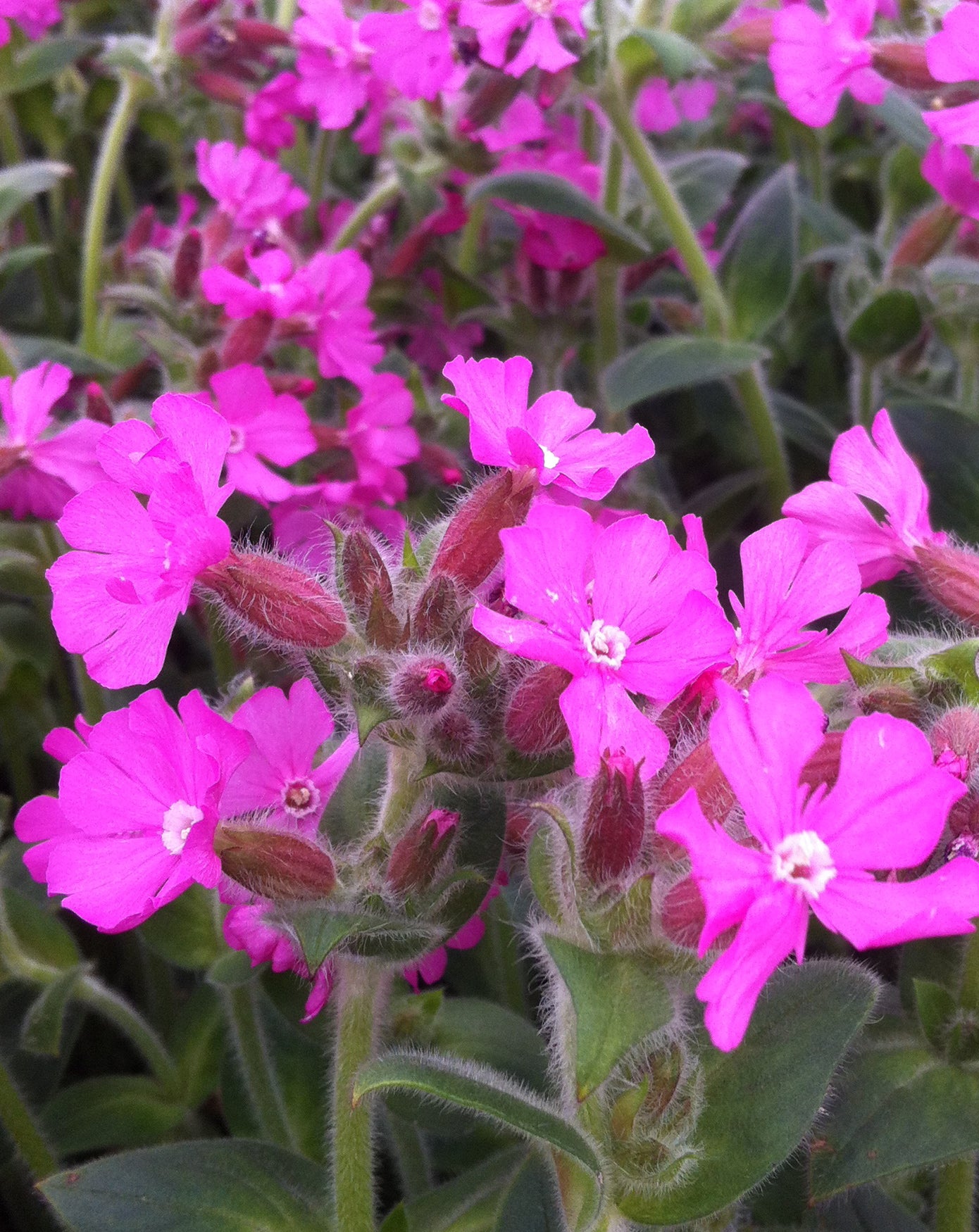 Silene x robotii Rolly's Favorite PP17392, CPBR4241 Campion