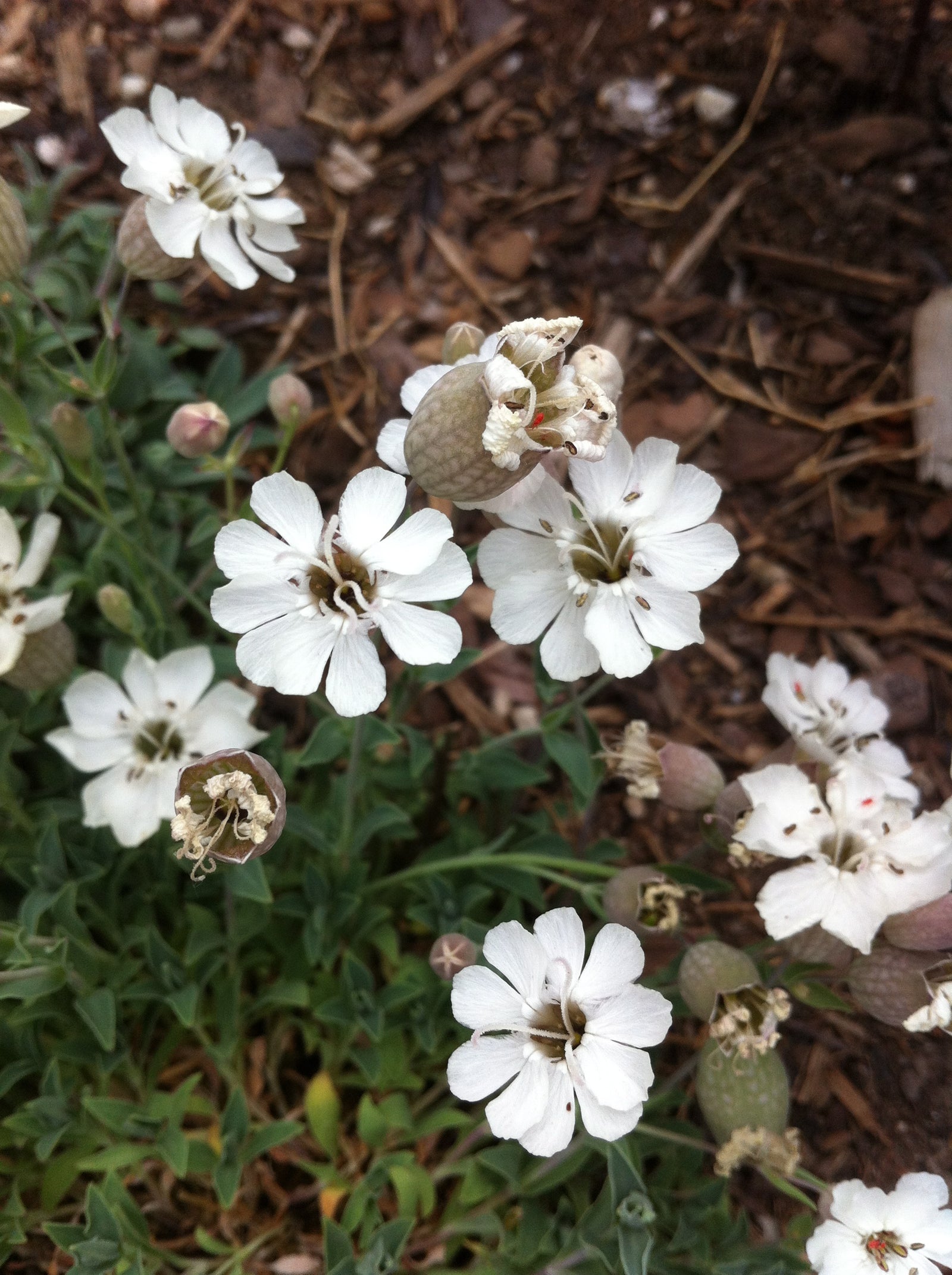 Silene uniflora Compacta Sea Campion