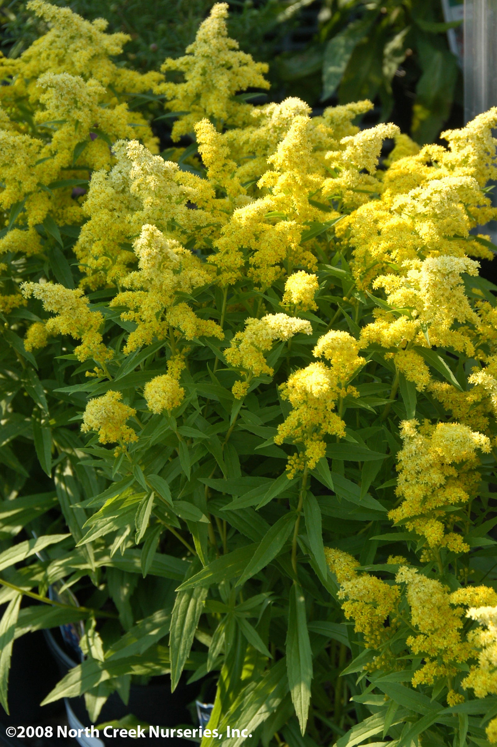 Solidago x Little Lemon Dansolitlem PP17297, COPF Dwarf Goldenrod