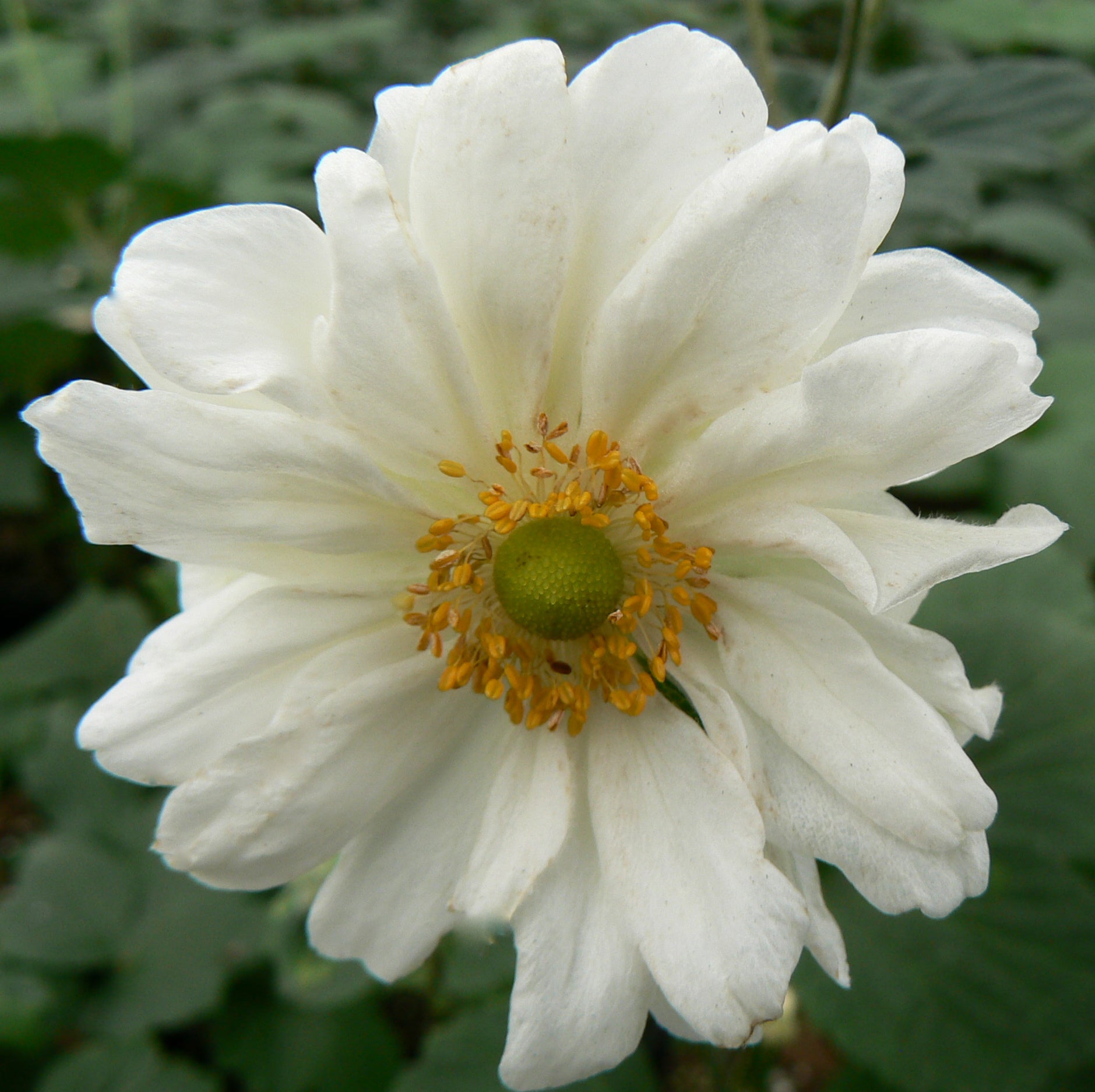 Anemone x hybrida Whirlwind Japanese Anemone