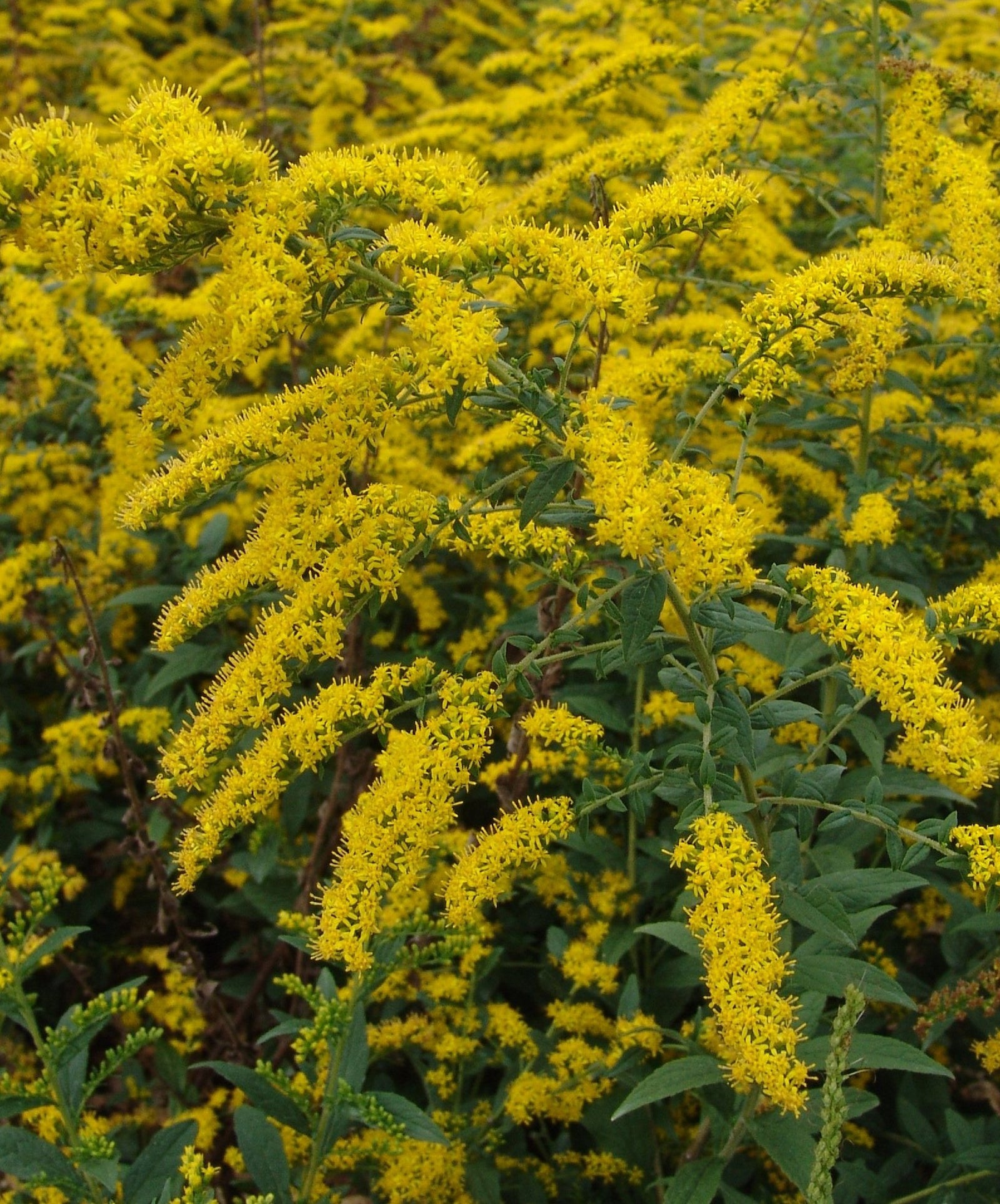 Solidago rugosa Fireworks Fireworks Goldenrod