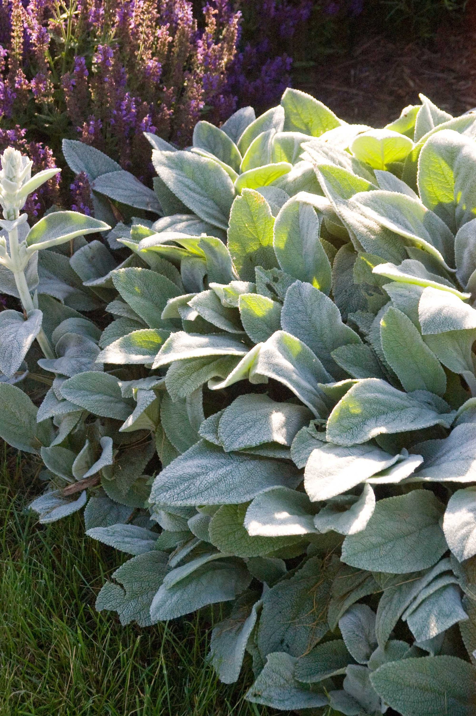 Stachys byzantina Helen Von Stein Lamb's Ear