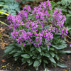 Stachys minima Dwarf Betony