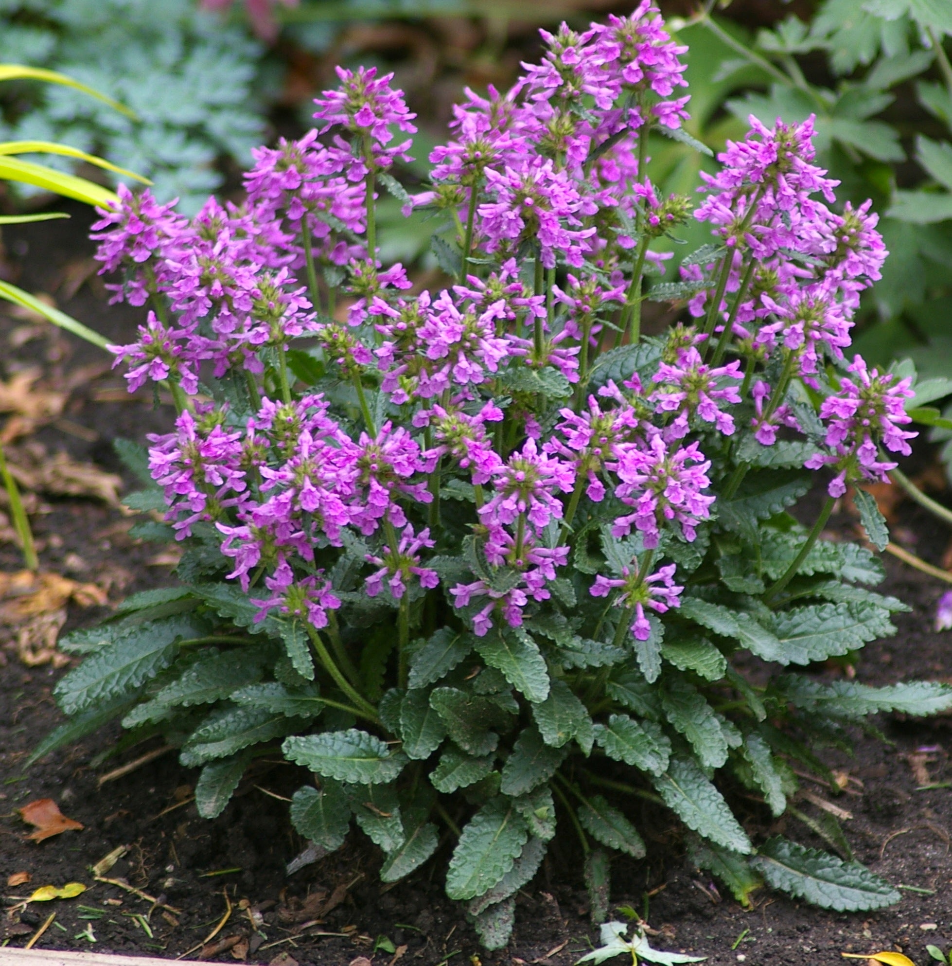 Stachys minima Dwarf Betony