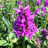 Stachys monieri Hummelo Alpine Betony