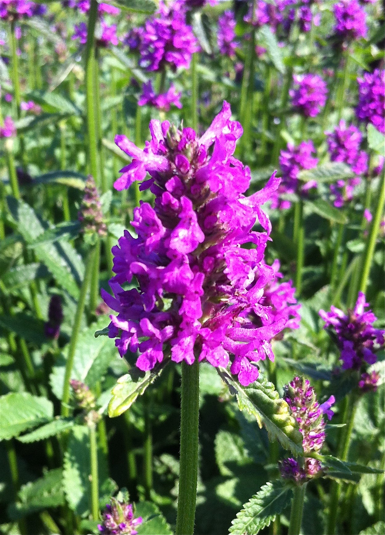 Stachys monieri Hummelo Alpine Betony